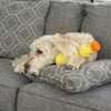 DUCKY™ – VIELLEICHT WIRD SIE SEINE ENTE.