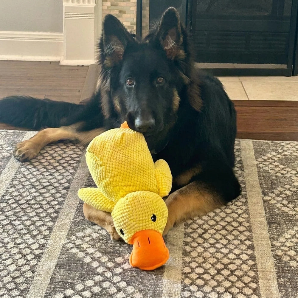 DUCKY™ – VIELLEICHT WIRD SIE SEINE ENTE.